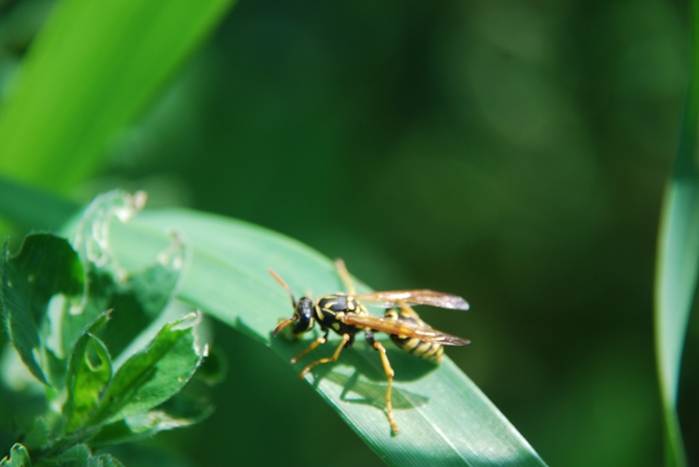 Vespa: polistes sp. (Vespidae)